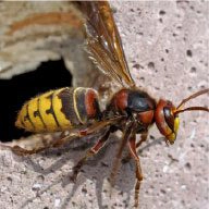 European Hornet