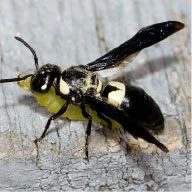 bald faced hornet