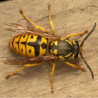 yellow jacket