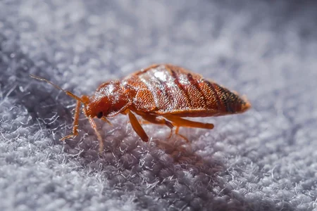 bed bug on mattress