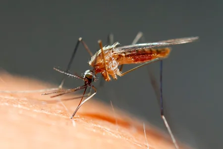 mosquito on someone's arm