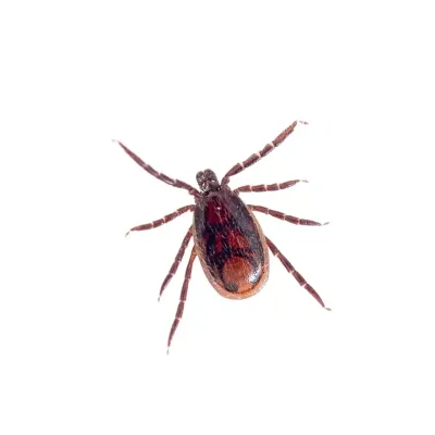 brown-dog-tick