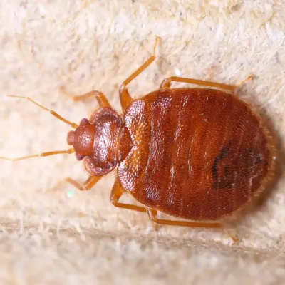 bed-bug-close-up