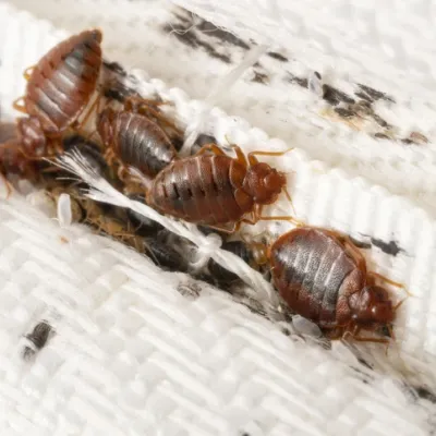 bed-bug-swrvice-summary