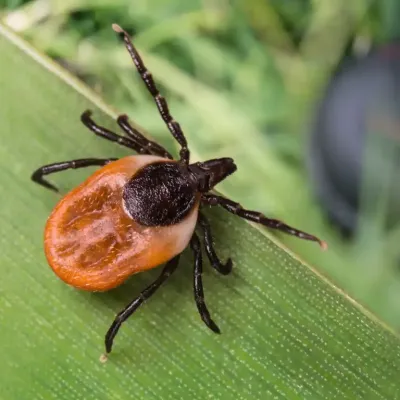 black-legged-deer-tick