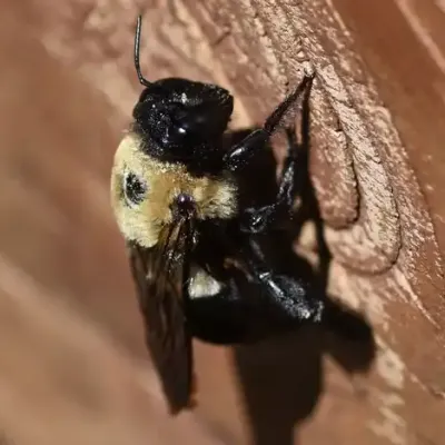 carpenter-bee