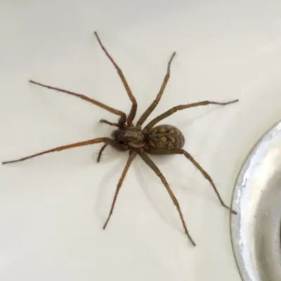 common-house-spider