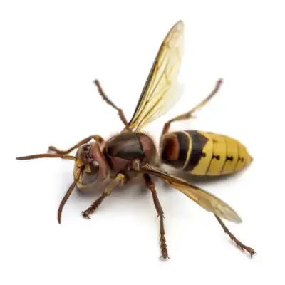 european-hornet