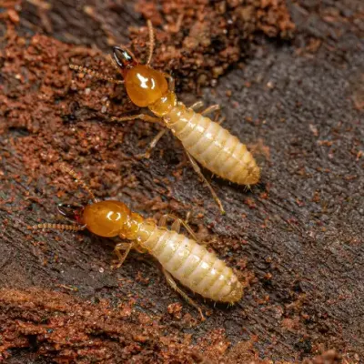 sub-termites