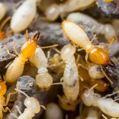 termite-2_copy