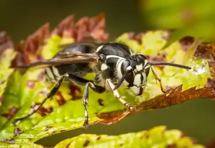 bald-faced-hornet