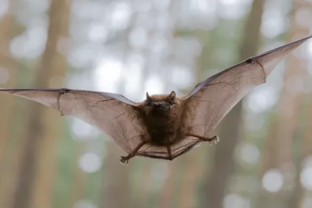bats