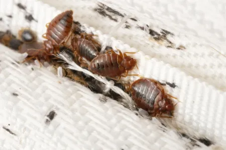 bed-bug-swrvice-summary