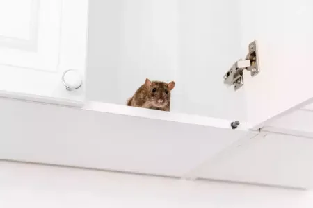 mouse on the shelf