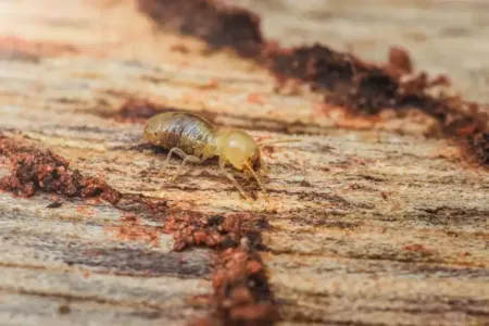 drywood-termite