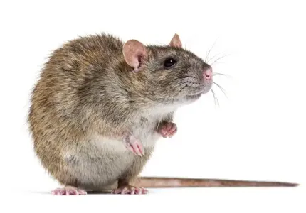 norway-rat