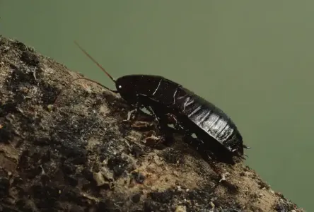 oriental-roach