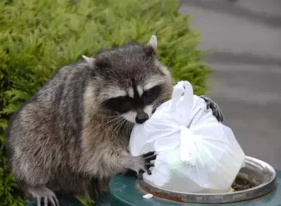 racoon_eating_garbage