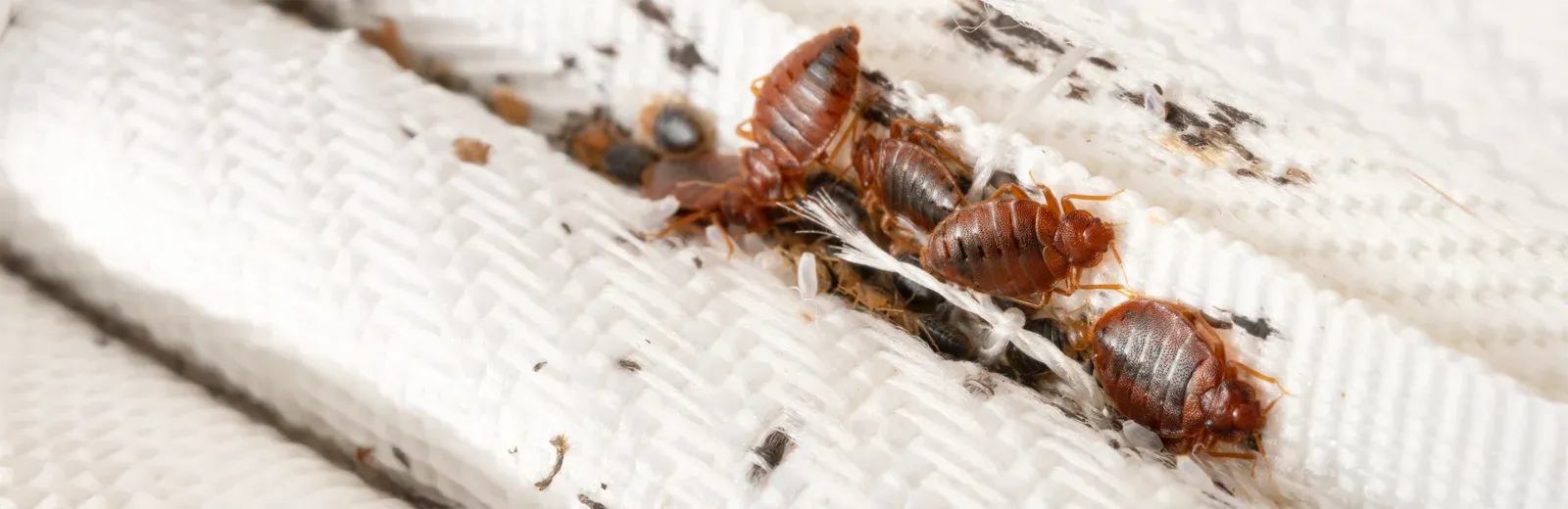 bed bugs on a mattress