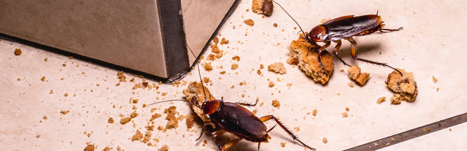 cockroaches in a kitchen