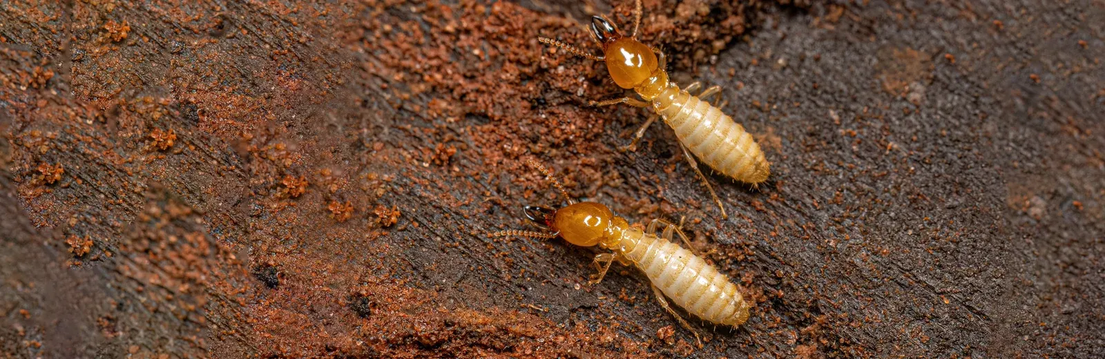 termites on wood