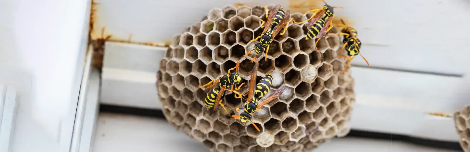 wasp nest