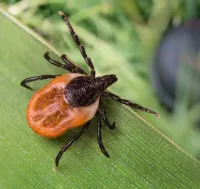 black-legged-deer-tick