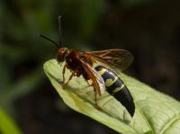 Cicada Killer Wasp (Sphecius speciosus)