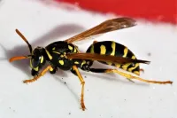 Field Digger Wasp (Mellinus arvensis)