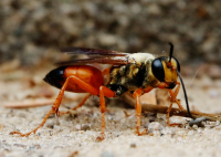 Great Golden Digger Wasp (Sphex ichneumoneus)