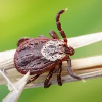 rocky-mountain-wood-tick