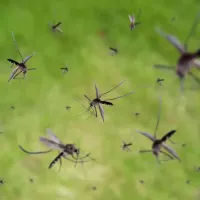 mosquitoes at the james river 