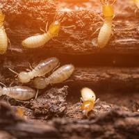 termites in richmond, va