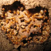 termite swarm in Richmond, VA