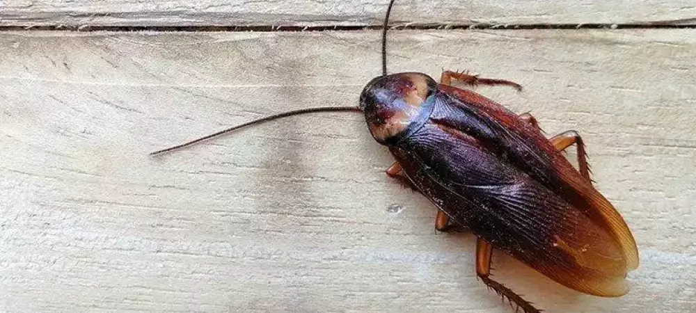 cockroaches in richmond, va