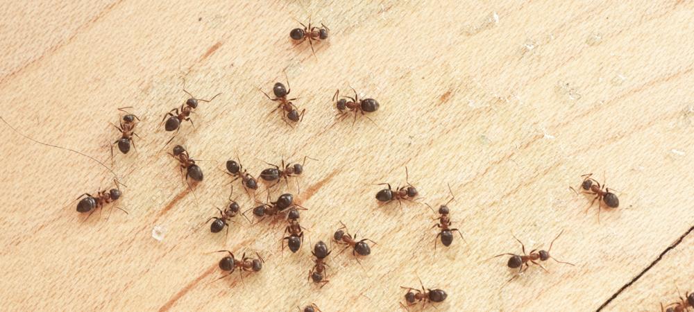 ants_in_kitchen