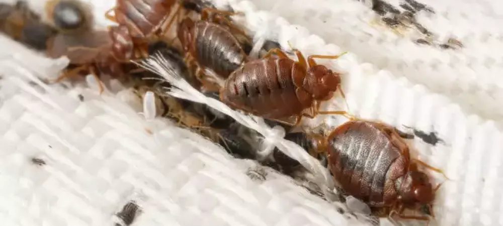bed-bug