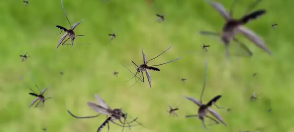 mosquitoes at the james river 