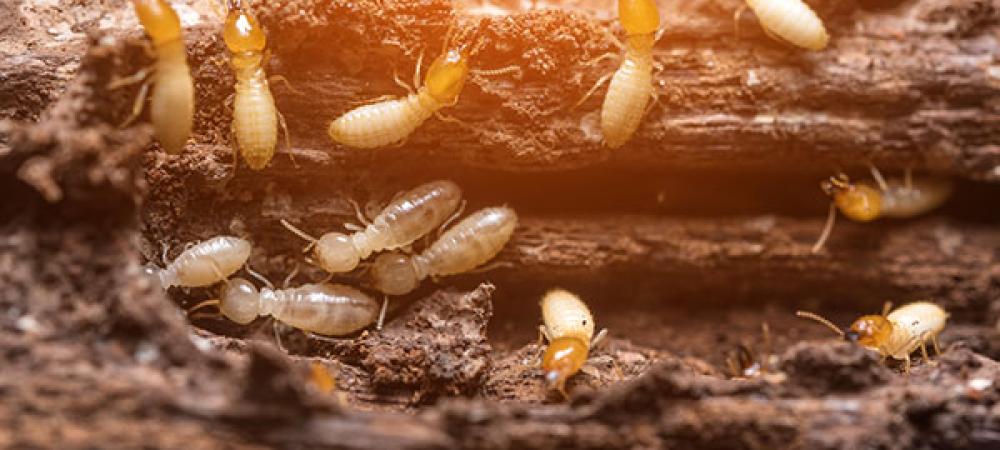 termites in richmond, va