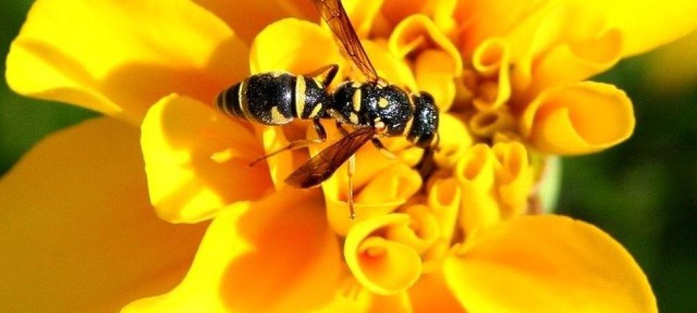 wasp