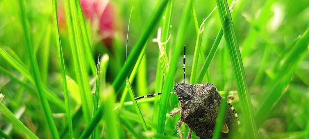 stink bug on grass