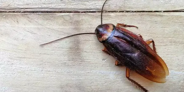 cockroaches in richmond, va