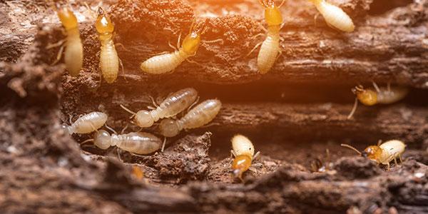 termites in richmond, va