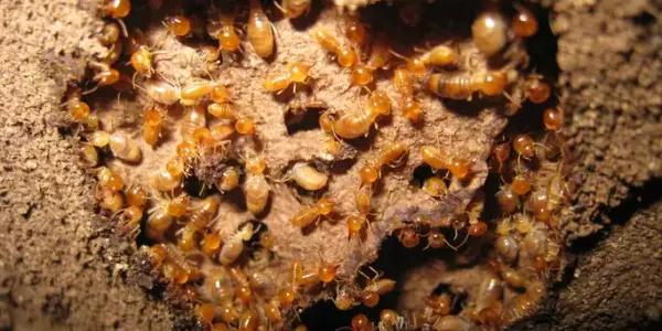 termite swarm in Richmond, VA