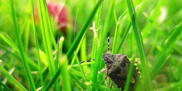 stink bug on grass