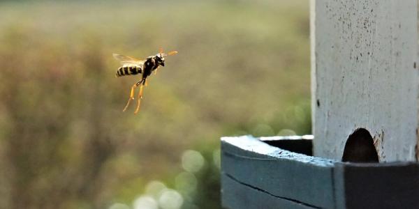 wasp approaching bird box