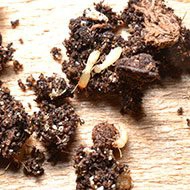 eastern subterranean termites