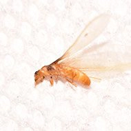 formosan termite