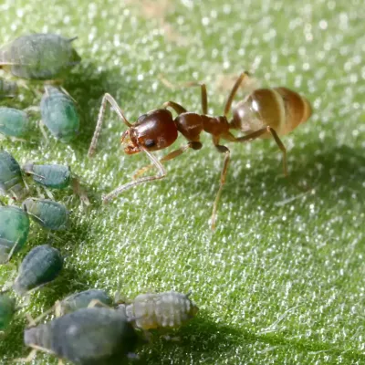 agrentine-ant