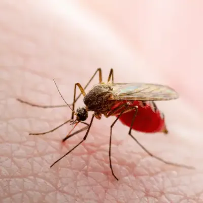 culex-mosquito